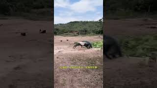 Goat sneaks up on wild boar Fantastic Beasts Are Here Animal World Highlights of Animal World [upl. by Ahsilif]