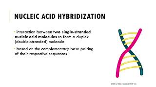 Nucleic Acid Hybridization [upl. by Petulia393]