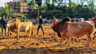 Stem bs 🆚 stem hermon  iadaw masi today  bullfighting [upl. by Casie]