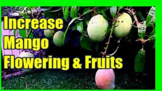 How To Increase Mango Production  Force Mango Tree To Flower [upl. by Krell497]