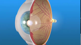 How the Eye Works and AMD [upl. by Esinal]