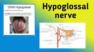 Hypoglossal Nerve  Cranial Nerve 12 Pathway Nerve Lesion [upl. by Htir]