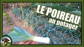 Une culture de poireaux au potager Semer en pépinière habiller repiquer butter et récolter [upl. by Indihar35]