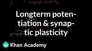 Long term potentiation and synaptic plasticity  Processing the Environment  MCAT  Khan Academy [upl. by Enelrahc]