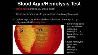 Microbiology HemolysisBlood Agar [upl. by Demetris]