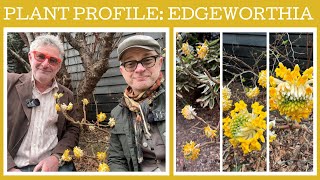 Plant profile how to grow Edgeworthia [upl. by Nabetse570]