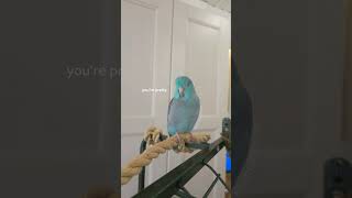 Talking Parrot  Youre My Best Friend  Singing Parrotlet [upl. by Renie]