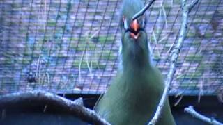 white cheeked turaco singing [upl. by Nagrom]