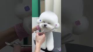 Bichon Haircut！ petgroomingpuppy petshears [upl. by Kirad]