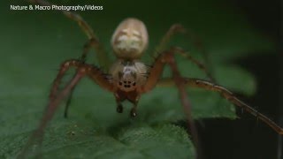 Mating of the Lesser Garden Spider Metellina segmentata [upl. by Ilyssa]