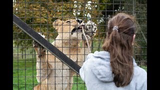 Meet the Lions at ZSL Whipsnade Zoo [upl. by Lerred]