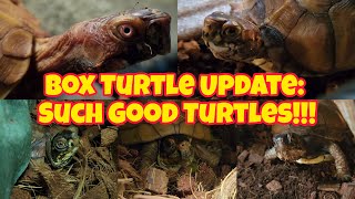 Box Turtle Update Such Good Turtles [upl. by Nolaf]