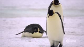 Antarctica Expedition Cruise with Emperor Penguins [upl. by Yerga]