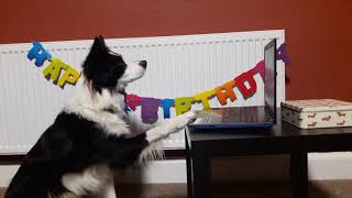 Rory the Border Collie  Birthday Party  amazing dog tricks [upl. by Ehcrop]