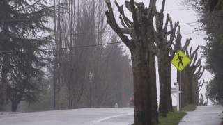 University Place explains drastic Grandview Drive tree trimming [upl. by Jody]