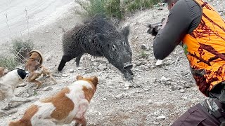 Chasse Sanglier au maroc  Wild Boar Hunting 20232024 Partie 10 [upl. by Jar]