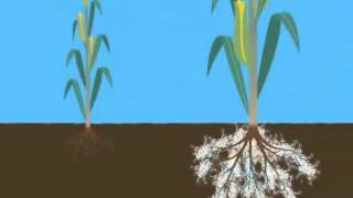 Mycorrhizae Helps Reduce Drought Stress [upl. by Harwin]