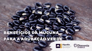 Conheça os benefícios da mucuna preta e cinza [upl. by Acinyt615]