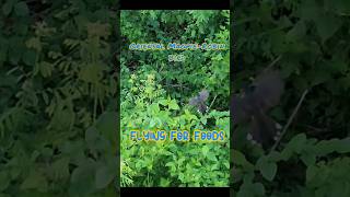 Oriental MagpieRobin bird flying for food shorts shortvideo bird vuthy CH [upl. by Nylecyoj]