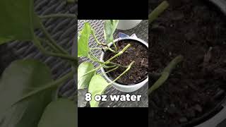 How to Remove Gnats From Soil bstridediy [upl. by Enaira]