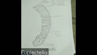 Euplectella  classification  genral character  with diagram  shorts shortsvedio viral [upl. by Isidora]