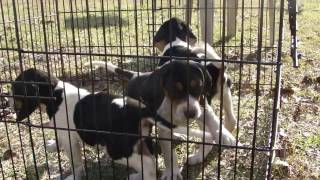 Treeing Walker Coonhound Pups [upl. by Gnous]