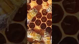 Honeybee Queen Laying Multiple Eggs [upl. by Favianus]