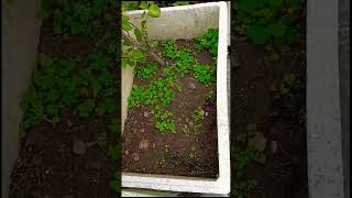 Oxalis plant plants science biology YouTube￼ shorts [upl. by Iorgo]