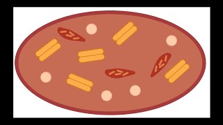 Chromoplast Definition Function and Examples [upl. by Oisor273]