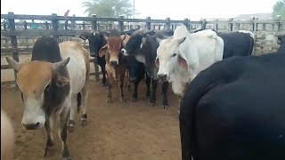 Gado de Corte e Para Confinamento em Tabira PE [upl. by Akemet]