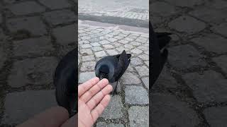 Feeding a sociable jackdaw [upl. by Bergstrom21]