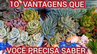 10 VANTAGENS em CULTIVAR SUCULENTAS nas BACIAS [upl. by Yecnay]