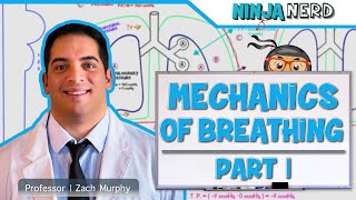 Respiratory  Mechanics of Breathing Pressure Changes  Part 1 [upl. by Penthea224]