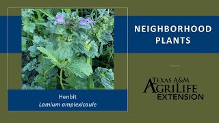 Neighborhood Plants Henbit [upl. by Strain]