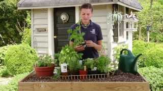 How To Plant an Herb Garden [upl. by Carney]