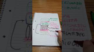 repaso esquema de paredes cardiacas epicardio miocardio y endocardio [upl. by Crim]