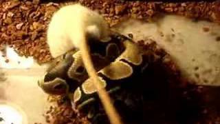 ball python striking and killing a rat before eating [upl. by Blatman604]