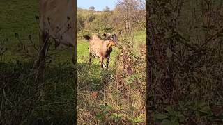 Midday Goat Grazing Adventures [upl. by Paryavi]