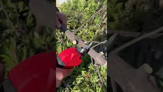 Pruning shears are easy and efficient and they are worth having [upl. by Esirrehc491]