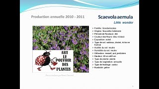 Scaevola aemula Little wonder plante annuelle [upl. by Mcmillan]