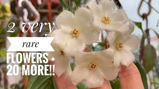 Rare amp precious 30 Hoya flowers you must see Check out my garden updates today 🌸🌼😊 [upl. by Caia]