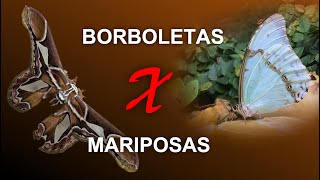 Como diferenciar borboletas de mariposas [upl. by Ititrefen]