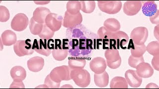 Histología de Sangre Periférica  itshistology [upl. by Biernat]