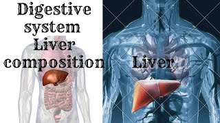 Digestive system liver composition  hepatocytesbile canaliculus hepatic sinusoids [upl. by Oliva]