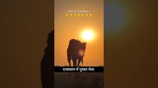 पुष्कर मेले में 23 करोड़ का भैंसा देखो लोगो । pushkar mele mein 23 karod ka bhainsa  Pushkar Mela [upl. by Schmeltzer]