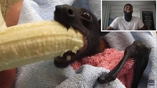 ‘He’s cranky’ Rescued Bat Enjoys Banana [upl. by Stucker454]