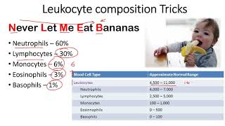 Leukocyte composition tricks to remember [upl. by Aiekan]