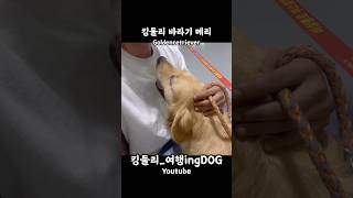 킹둘리 바라기 퀸메리 골든리트리버 goldenretriever 광주펫쇼 펫쇼 펫박람회 강아지일상 shorts [upl. by Assirem546]