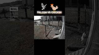 falcon Vs chicken trending falcon chicken eagle animals youtubeshorts viralvideo birds [upl. by Orapma]