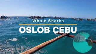 WHALE SHARK WATCHING IN OSLOB CEBU [upl. by Patsis]